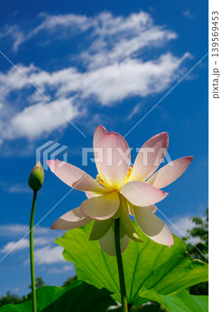 青空に映える蓮の花 青空に映える蓮の花 139569453