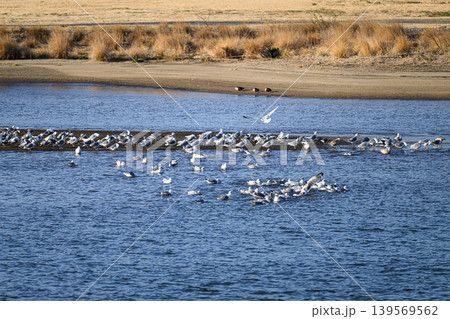 干潟に群れる海鳥 干潟に群れる海鳥 139569562