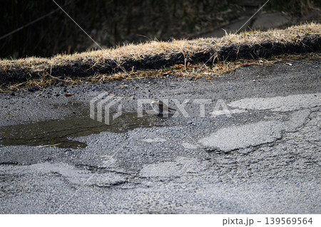 道路の水たまりに降り立ったツグミ 道路の水たまりに降り立ったツグミ 139569564