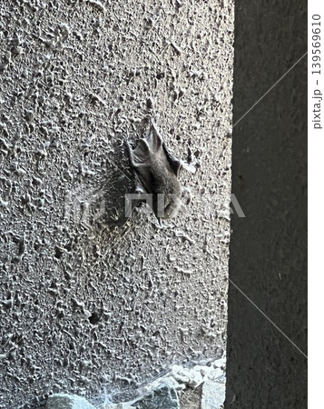 bat sleeping in the morning 01 bat sleeping in the morning 01 139569610