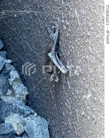 bat sleeping in the morning 03 bat sleeping in the morning 03 139569612