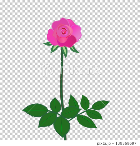 Illustration of a pink rose twig Illustration of a pink rose twig 139569697
