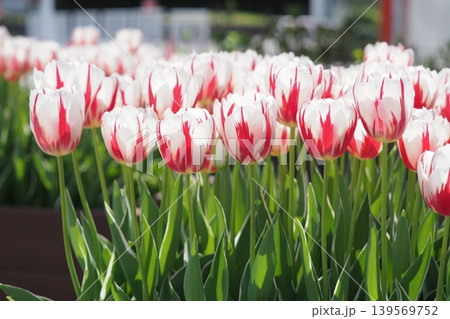 赤と白のチューリップの花 赤と白のチューリップの花 139569752