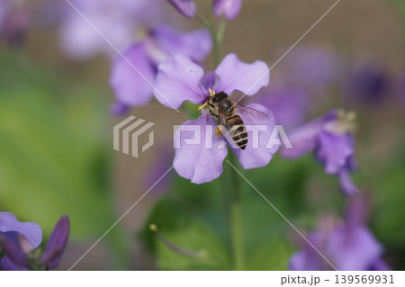 ムラサキハナナの花とミツバチ ムラサキハナナの花とミツバチ 139569931