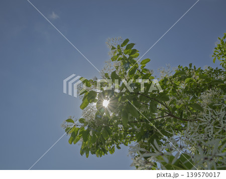 降り注ぐ希望の光。青空に透ける初夏の花 139570017
