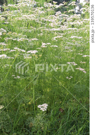 coriander and garlic plant on farm for harvest coriander and garlic plant on farm for harvest 139570136