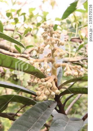 Loquat fruit plant on nursery Loquat fruit plant on nursery 139570156