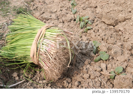 onion and okra or lady's finger seedling on farm onion and okra or lady's finger seedling on farm 139570170