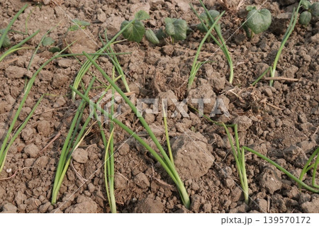 onion and okra or lady's finger seedling on farm onion and okra or lady's finger seedling on farm 139570172