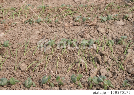 onion and okra or lady's finger seedling on farm 139570173