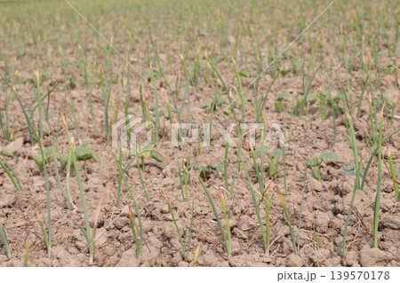 onion and okra or lady's finger seedling on farm onion and okra or lady's finger seedling on farm 139570178