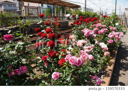 都電荒川線 荒川二丁目停留場のホーム下を彩る満開の赤、ピンク、薄紫のバラ 139570333