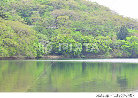 新緑の静かな赤城大沼湖畔 新緑の静かな赤城大沼湖畔 139570407