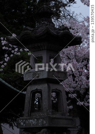 宮城県岩沼市・竹駒神社のお稲荷さまと桜 宮城県岩沼市・竹駒神社のお稲荷さまと桜 139570435