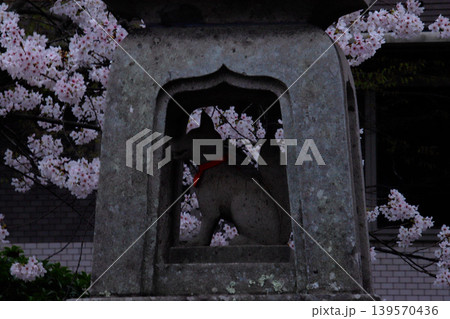 宮城県岩沼市・竹駒神社のお稲荷さまと桜 宮城県岩沼市・竹駒神社のお稲荷さまと桜 139570436