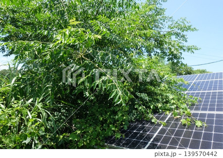 木に覆われ影響を受けた太陽光パネル 木に覆われ影響を受けた太陽光パネル 139570442