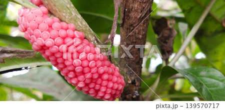 Bright pink apple snail eggs gather on tree branches in nature. Bright pink apple snail eggs gather on tree branches in nature. 139570717