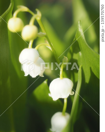 春光注ぐスズランの花（20260428062736） 139570760