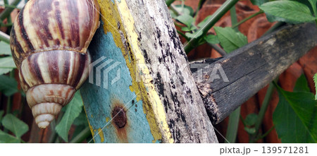 Macro shot of a giant land snail with a brown and cream striped shell crawling on old wood in a green garden area. Macro shot of a giant land snail with a brown and cream striped shell crawling on old wood in a green garden area. 139571281