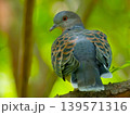 新緑の森でたたずむキジバト（ヤマバト）の野鳥写真 139571316
