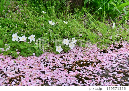 落ちて地面を飾る桜花とイチリンソウ 落ちて地面を飾る桜花とイチリンソウ 139571326