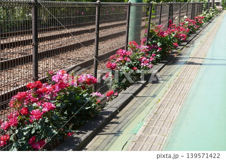 都電荒川線 荒川二丁目付近の複線線路と線路沿いを彩る満開のバラ 139571422