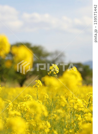 菜の花　小布施　春 139571442