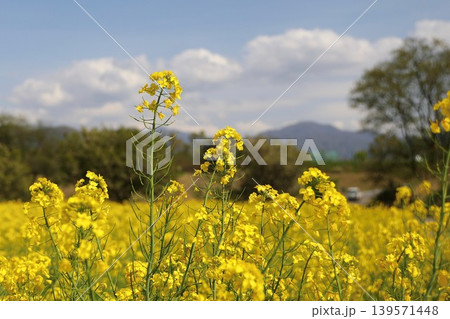 菜の花　小布施　春 139571448