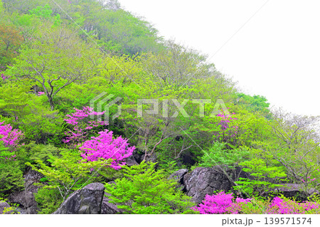 鳥居峠付近の風景 新緑とツツジ 鳥居峠付近の風景 新緑とツツジ 139571574