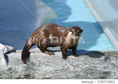 水辺の岩場に立つ濡れたコツメカワウソ 139572662