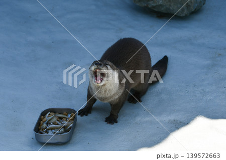餌の小魚の前で大きく口を開けたカワウソ 餌の小魚の前で大きく口を開けたカワウソ 139572663