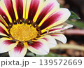 水滴がきらめくガザニアのクローズアップ 139572669