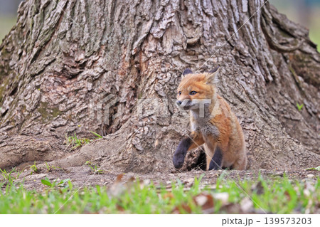 Red fox baby portrait in the forest, Canada 139573203