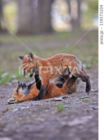 Babies red fox playing in the forest, Canada Babies red fox playing in the forest, Canada 139573204