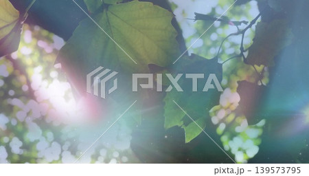Glowing cluster of green maple-like leaves showing veins beneath tree canopy, with lens flare Glowing cluster of green maple-like leaves showing veins beneath tree canopy, with lens flare 139573795