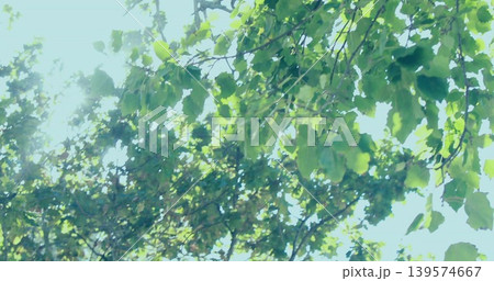 Capturing broad green leaves and branches filtering sunlight through canopy in park with sun glare 139574667