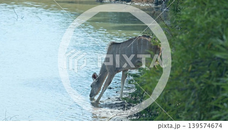 Drinking female striped antelope lowering head at riverside waterhole, muddy shoreline shrubs mark 139574674