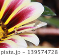 花びらに並ぶ水滴とガザニアのマクロ写真 139574728