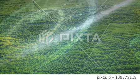 Showing dense vegetation in rows from aerial view, with narrow tracks and pale mist Showing dense vegetation in rows from aerial view, with narrow tracks and pale mist 139575119