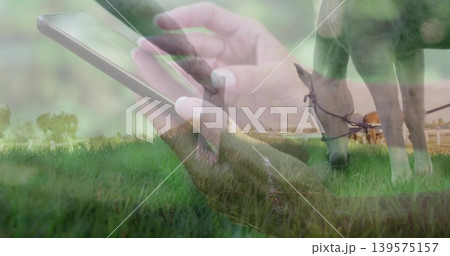 Holding mature female hands tapping smartphone over grassy field, showing grazing horse with bridle Holding mature female hands tapping smartphone over grassy field, showing grazing horse with bridle 139575157