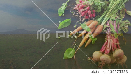 Displaying radish, carrot and beet bunches tied with twine on field, loose peas, copy space 139575528