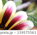 花びらの縁に宿る雫とマクロ写真 139575561