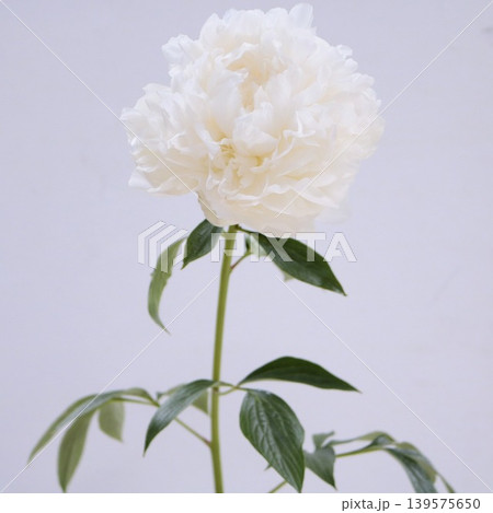白い芍薬の深山の雪 139575650