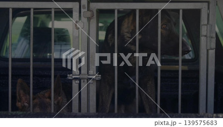 Peering right dog pressing head through vertical bars in pickup truck bed, metal kennel showing Peering right dog pressing head through vertical bars in pickup truck bed, metal kennel showing 139575683