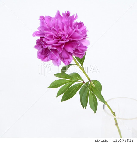 ピンクの芍薬のバンカヒル 139575818