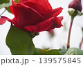 満開に咲いた鶴舞公園のバラの花 139575845