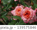 満開に咲いた鶴舞公園のバラの花 139575846