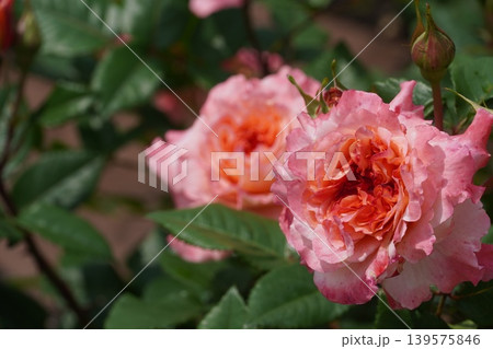 満開に咲いた鶴舞公園のバラの花 満開に咲いた鶴舞公園のバラの花 139575846