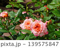 満開に咲いた鶴舞公園のバラの花 139575847