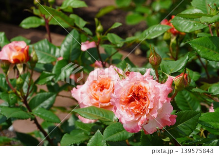 満開に咲いた鶴舞公園のバラの花 満開に咲いた鶴舞公園のバラの花 139575848